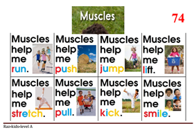 Muscles
